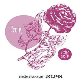 Hand drawn vintage peony. Vector blooming flower. Botanical illustration. Can be use for wedding invitations and greeting cards, page decoration, packaging.