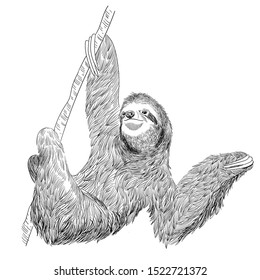 Hand drawn vintage picture  of sloth on a tree. Vector illustration for your design, banner, t-shirt, print, pillow.