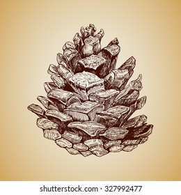 Hand drawn vintage pine cone 