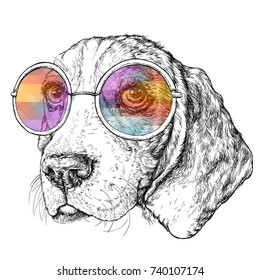 Hand drawn vintage retro hipster style sketch of cute funny Beagle Dog with glasses. Vector Illustration