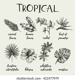 Hand Drawn Vintage Retro Sketch Tropical Plants Set. Vector Illustrations