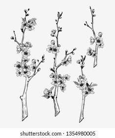 Hand drawn vintage sakura branches illustration set. Botanical graphic sketch collection for cards, invitation, prints, posters, tattoo, clothes, t-shirt design, pins, patches, badges, stickers.