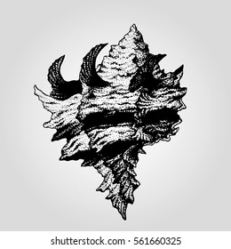 Hand drawn vintage sea shell
