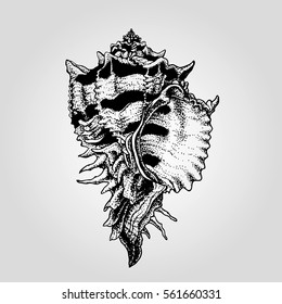 Hand drawn vintage sea shell