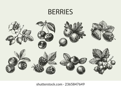 Hand drawn vintage sketch berries set. Vector illustration of eco food