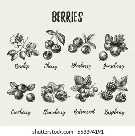 Hand drawn vintage sketch berries set. Vector illustration of eco food