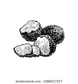 Hand drawn vintage sketch Italian food truffles. Vector illustration 