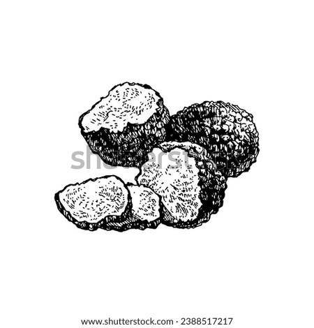 Hand drawn vintage sketch Italian food truffles. Vector illustration  Foto d'archivio © 