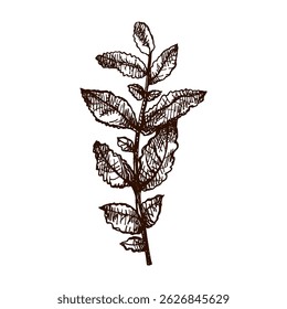 Hand drawn vintage sketch of a mint sprig with textured leaves, isolated vector illustration. Rustic culinary herb element perfect for kitchen, botanical or organic design themes.