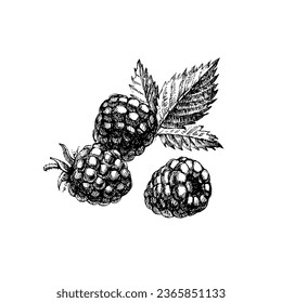 Hand drawn vintage sketch raspberry berries set. Vector illustration of eco food