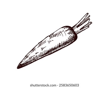 Hand drawn vintage sketch of a rustic carrot with texture

