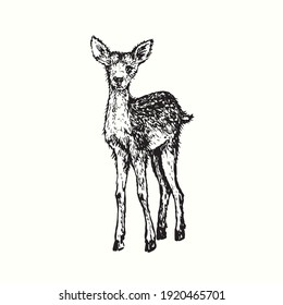 Hand drawn vintage small deer. Ink black and white drawing. Vector illustration