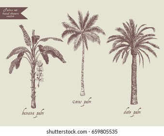 Hand drawn vintage style set with palms. Cocos date, banana trees.