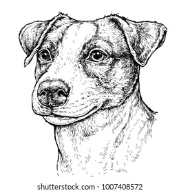 Hand drawn vintage style sketch of cute funny Jack Russell Terrier Dog. Vector Illustration