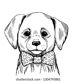 Hand drawn vintage style sketch of cute funny Dog. Vector Illustration