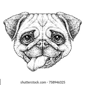 Hand drawn vintage style sketch of cute funny Pug Dog. Vector Illustration