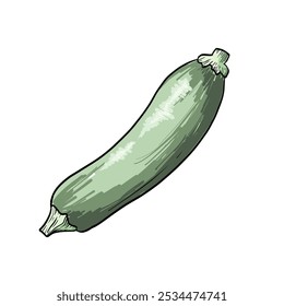 Hand Drawn vintage Style Vector Zucchini Drawing Isolated on White Background. retro vector illustration of vegetable. Zucchini design element.
