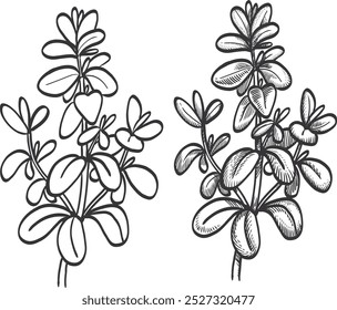 Hand drawn vintage thyme plant with leaves isolated on white background. Tea, cooking ingredient, spicy seasoning. Herbal engraved style vector sketch illustration.