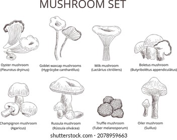 Hand drawn vintage vector 
botany mushroom set: Oyster, Goblet waxcap, Milk mushroom, Boletus,Champignon, Russula, Truffle, 
Oiler. Graphic outline silhouette isolated 
on transparent background. 