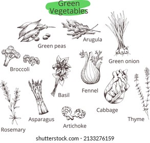 Hand drawn vintage vector 
green vegetables and herbs set. Arugula,onion,fennel, 
basil,cabbage,broccoli,rosemary,asparagus,artichoke, 
green peas,thyme.Contour silhouette on 
transparent background.