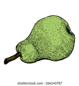 Hand drawn vintage vector illustration of isolated green pear on white background