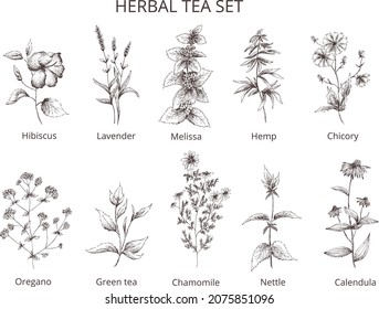 Hand drawn vintage vector pharmacy herbal tea set: hibiscus, lavender, melissa, hemp, green tea,oregano, chamomile, nettle, chicory, calendula.Outline silhouette isolated on transparent background. 