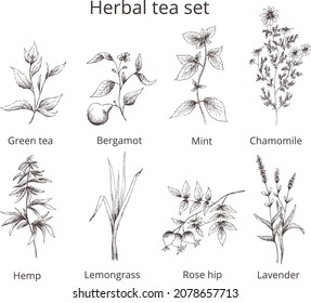 Hand drawn vintage vector 
pharmacy herbal tea set: green tea,bergamot,mint,chamomile,hemp,lemongrass, rose hip,lavander. naturopathic medicine.Outline silhouette 
isolated on transparent background