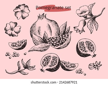 Hand drawn vintage vector set of Pomegranate. Fruit print. Graphic sketch.Eps template design for label, product packaging, cosmetic, pharmacy, pattern, card