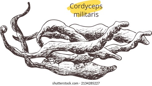 Hand drawn vintage vector sketch
mushrooms Cordyceps militaris.Contour silhouette on transparent background. Template Eps image. Template design for pharmacy label, package, poster, pattern