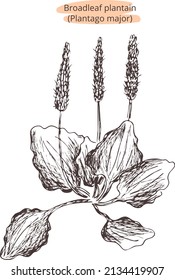 Esbozo vectorial dibujado a mano
Planta de Broadleaf (Plantago mayor). Silueta de contorno sobre fondo transparente. Imagen Eps. Diseño de plantilla para etiqueta de farmacia, paquete, patrón