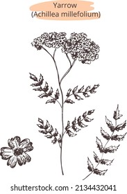 Hand drawn vintage vector sketch
Yarrow (Achillea millefolium) plant. 
Contour silhouette on transparent background. Eps  image. Template design for pharmacy label, package, pattern