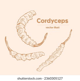 
Hand drawn vintage vector sketch outline on transparent background. Template Eps image Template design for pharmacy label, package, poster, pattern, Cordyceps sinensis