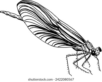 Hand drawn vintage vector sketch of a dragonfly 