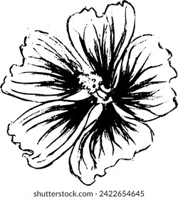 Hand drawn vintage vector sketch of mallow flower . Black and white elements for colouring or tattoo 