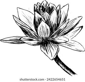 Esbozo vectorial de vintage dibujado a mano de flor de loto. Elementos en blanco y negro para colorear o tatuar 
