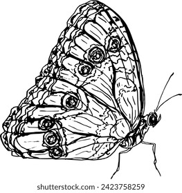 Esbozo vectorial de vintage dibujado a mano de mariposa. Elementos en blanco y negro para colorear. Tatuaje 