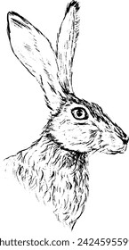 Hand drawn vintage vector sketch of hare . Black and white elements for colouring or tattoo 
