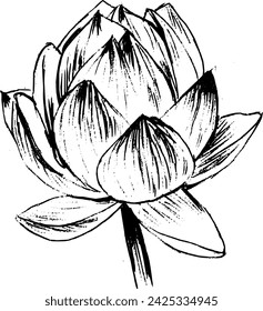 Hand drawn vintage vector sketch of lotus flower . Black and white elements for colouring or tattoo 