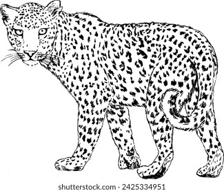 Dibujado a mano vintage vector boceto de leopardo . Elementos en blanco y negro para colorear o tatuar 