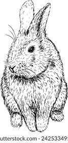 Dibujado a mano vintage vector boceto de conejo conejito . Elementos en blanco y negro para colorear. Tatuaje 