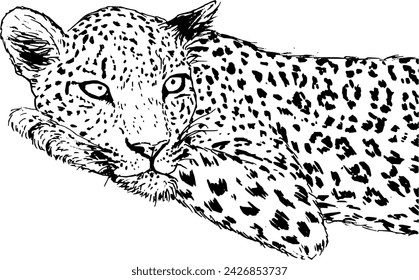Hand drawn vintage vector sketch of leopard . Black and white elements for colouring or tattoo 