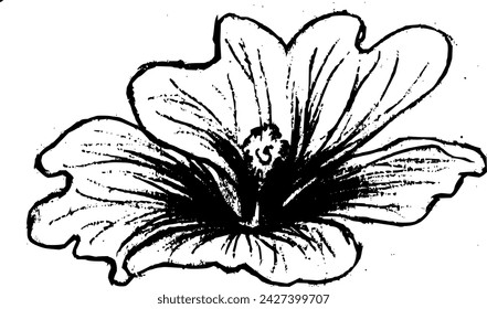 Hand drawn vintage vector sketch of mallow flower . Black and white elements for colouring or tattoo 