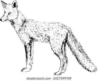 Hand drawn vintage vector sketch of fox . Black and white elements for colouring or tattoo 