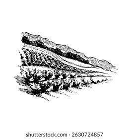 Hand drawn vintage vineyard landscape. Vector sketch illustration isolated on white bg with wine theme