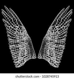Hand drawn vintage wings pair. Etched woodcut vintage style pair of wing. Sketch vector. 