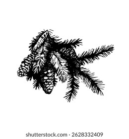 Hand drawn vintage winter sketch of Christmas pine branch. Vector fir illustration on white background