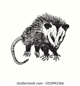 Hand drawn Virginia opossum (Didelphis virginiana), commonly known as the North American opossum. Ink black and white drawing. Vector illustration