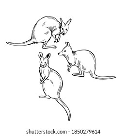 Hand drawn  wallaby (medium-sized macropod marsupial). Vector sketch  illustration.