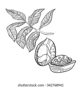 Hand drawn walnut illustration. Vector EPS 10