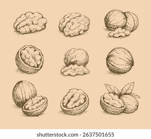 Hand Drawn Walnut Illustrations Set – Vintage Nut Sketch Collection